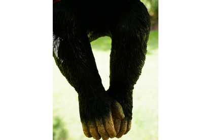 Climbing Monkey