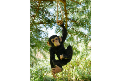 Climbing Monkey