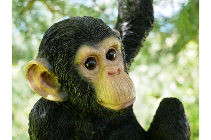 Climbing Monkey