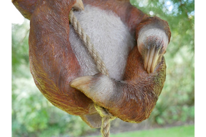 Climbing Sloth
