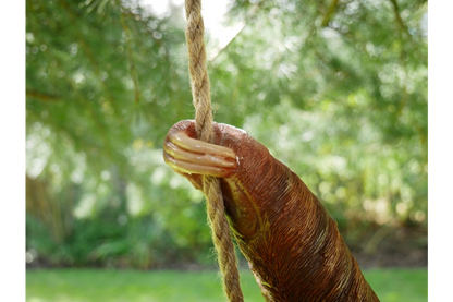 Climbing Sloth