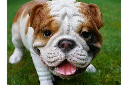 Bulldog