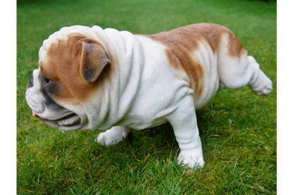 Bulldog