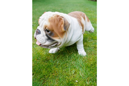 Bulldog