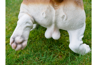 Bulldog