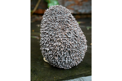 Hedgehog