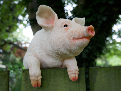 Hanging Pig