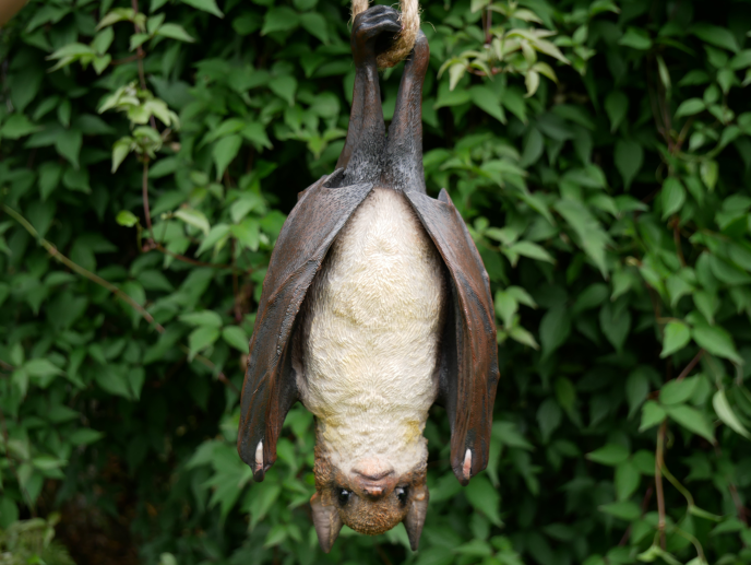 Hanging Bat