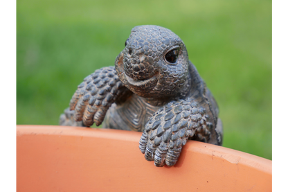 Pot Hanging Tortoise
