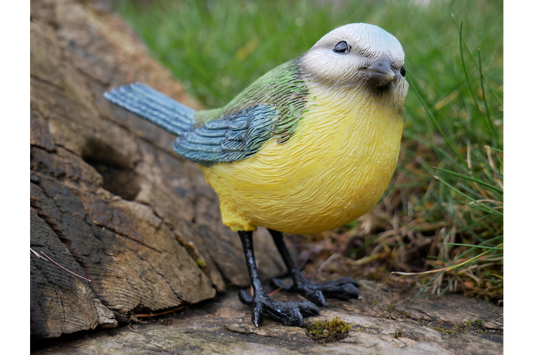 Blue Tit