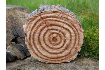 Hedgehogs In Log