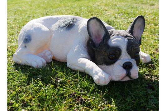 Laying Dog