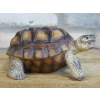 Tortoise